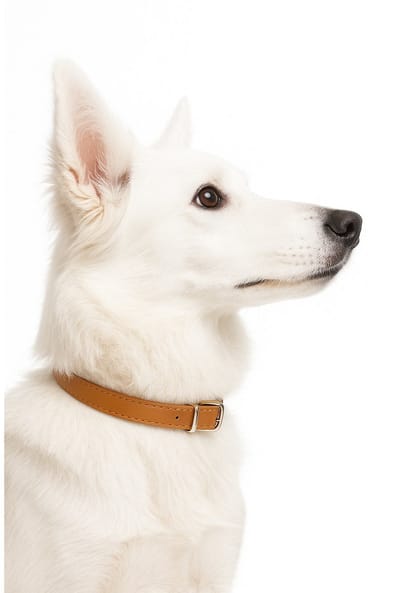 Nobleza Hondenhalsband met gesp - Maat M - Verstelbaar 32 / 40 cm - Waterbestendige halsband hond - Bruin
