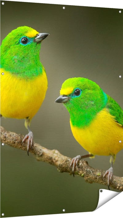 Gards Tuinposter Twee Groen Gele Zangvogels op een Tak - 100x150 cm - Tuindoek - Tuindecoratie - Wanddecoratie buiten - Tuinschilderij
