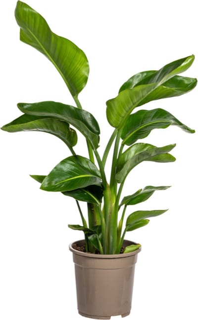 Plantenboetiek.nl | Strelitzia Nicolai - Ø21cm - 90-110cm hoog - Kamerplant - Groenblijvend