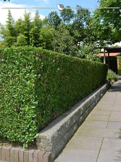 Levensboom Thuja plicata Atrovirens 100-120 cm, 3x Haagplant