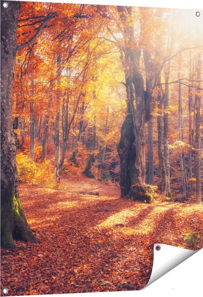 Gards Tuinposter Oranje Herfstbos met Zonneschijn - 80x100 cm - Tuindoek - Tuindecoratie - Wanddecoratie buiten - Tuinschilderij