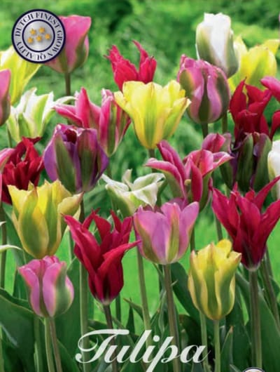 Viridiflora Mixed Viridiflora Tulpenbollen 10 stuks bolmaat 12+