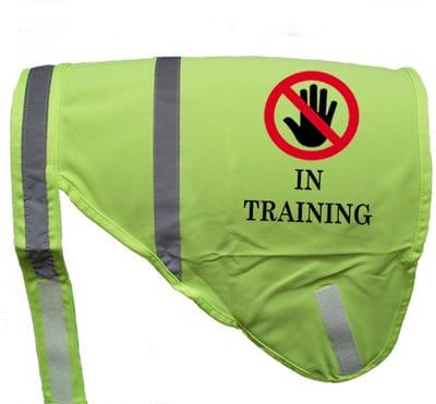 Hondenhesje "IN TRAINING", Maat L, Kleur Geel