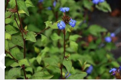 Ceratostigma willmottianum - Loodkruid 30 - 40 cm in pot