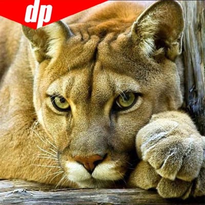 Bricolage 5D diamant mosaïque Lion tigre fait à la main diamant peinture point de croix Kits diamant broderie 30x30 beige