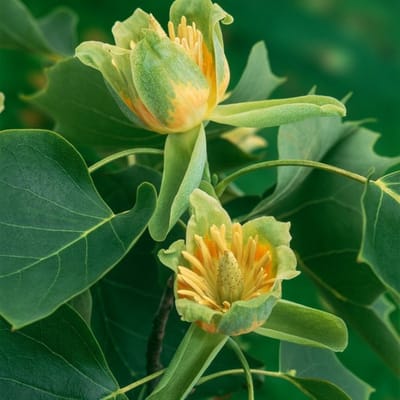 Plants Online BV - Planten - Tuinplanten - Heesters - Set van 1 - Amerikaanse tulpenboom