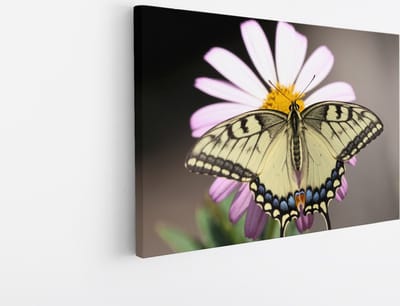 Saammp Canvas Schilderij - Vlinder op grote roze bloem - Natuur - Dieren - 45x30 - Foto op canvas - Wanddecoratie - Muurdecoratie Woonkamer - Slaapkamer decoratie - Canvas Print