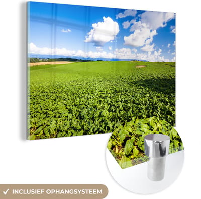 ® Glasschilderij 180x120 cm - Schilderij acrylglas - Suikerbietveld van Biei in het Japanse Hokkaido - Foto op glas - Muurdecoratie woonkamer - Wanddecoratie slaapkamer - Schilderijen