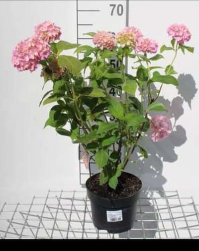 2 x Hydrangea macr. roze/rose - Hortensia 25- 30 cm in pot
