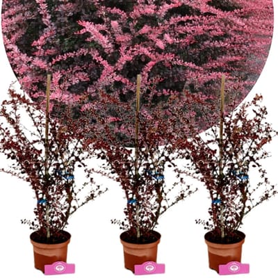 Set van 3 Berberis thunbergii 'Rose Glow' - Zuurbes - 2 liter pot