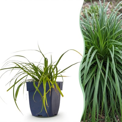 Green boutiQ - Grassen - Carex oshimensis Evergreen - Japanse Zegge - Groenblijvend - Groen - 6 Planten - Pot 11cm - Hoogte 15-25cm