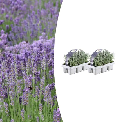 Tuinplantenshop.com | Lavendel angustifolia | 12 stuks - Ø7cm - 15cm hoog - Tuinplant