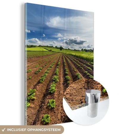 ® Glasschilderij 120x160 cm - Schilderij acrylglas - Planten - Landbouw - Aardappel - Foto op glas - Muurdecoratie woonkamer - Wanddecoratie slaapkamer - Schilderijen