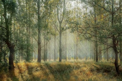 CANVASDOEK  BOS | Wanddecoratie | 30 CM x 20 CM | Canvas | Foto op canvas | Schilderij | Aan de muur | Natuur | Landschappen