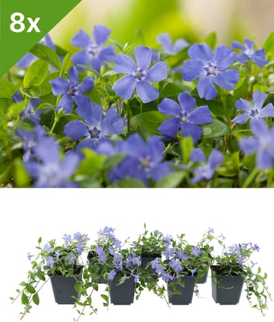 GARDENZO - Vinca minor (Lila Maagdenpalm) set van 8 bodembedekkers voor 1 m2