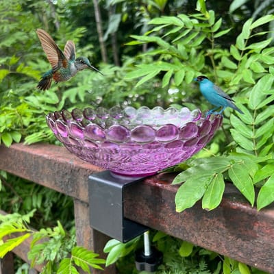 Vogelbad - Terras Vogelbad - Vogelbadjes - Vogelbadje & Voederhuisje - Glasachtige Kunststof Bowl - Met C-Klem Geen Boren - Voor Water/Voer/Bad - Voor Balkon/Terras/Reling - Voor Vogelliefhebbers - Paars Transparant - Standaardmaat - 1 Stuk