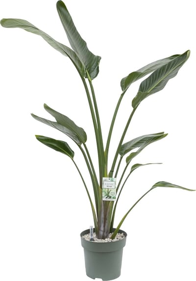 Strelitzia Nicolai (Paradijsvogel plant) met watermeter - hoogte 160cm - Ø27cm