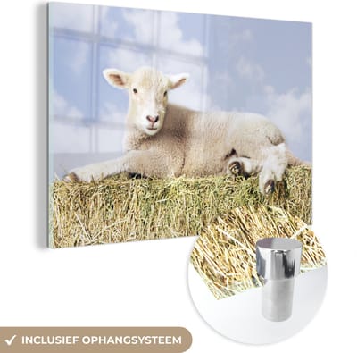 ® Glasschilderij 180x120 cm - Schilderij acrylglas - Lammetje liggend op het stro - Foto op glas - Muurdecoratie woonkamer - Wanddecoratie slaapkamer - Schilderijen