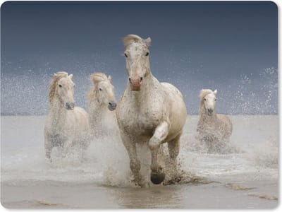 Muismat Paarden - Witte paarden in het water muismat rubber - 23x19 cm - Muismat met foto