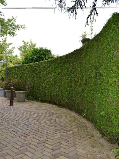 Levensboom Thuja plicata Martin 200-225 cm, 8x Haagplant