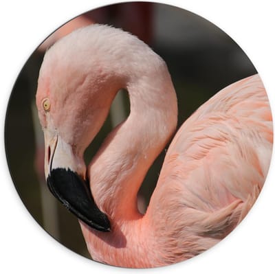 Dibond Wandcirkel - Flamingo met Gebogen Nek - 70x70cm Foto op Aluminium Wandcirkel (met ophangsysteem)