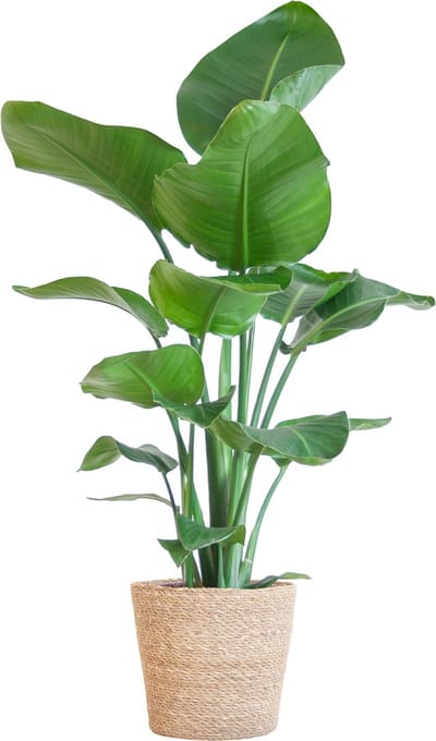 Plantenboetiek.nl | Strelitzia Nicolai met Sofia mand naturel - Ø21cm - 70-80cm hoog - Kamerplant - Groenblijvend