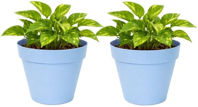 Mega Collections Plantenpot / bloempot - 2x - kunststof - lichtblauw - binnen/buiten - D20 x H17 cm