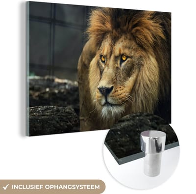 MuchoWow® Glasschilderij 60x40 cm - Schilderij acrylglas - Leeuw - Portret - Wild - Foto op glas - Schilderijen