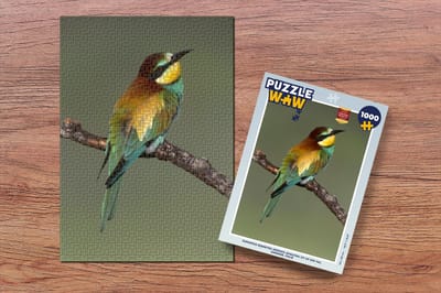 Puzzel Europese bijeneter (Merops apiaster) zit op een tak, Sardinië, Italië - Legpuzzel - Puzzel 1000 stukjes volwassenen