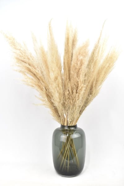 Pampas pluimen met vaas - 20 Fluffy pluimen - MET smoke VAAS - Droogbloemen - Natuurlijk Bloemen