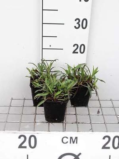 6x Aster - Aster n.b. 'Patricia Ballard' | 9x9 cm pot