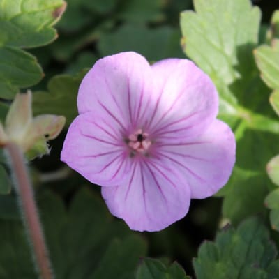 6x Ooievaarsbek - Geranium ‘Joy’ - Pot 9x9cm