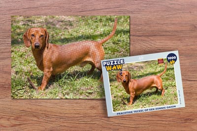 Puzzel Prachtige Teckel op een zonnig gazon - Legpuzzel - Puzzel 1000 stukjes volwassenen