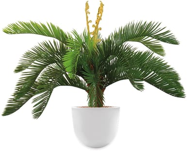 Kunstplant Cycas in Eggy H70 cm