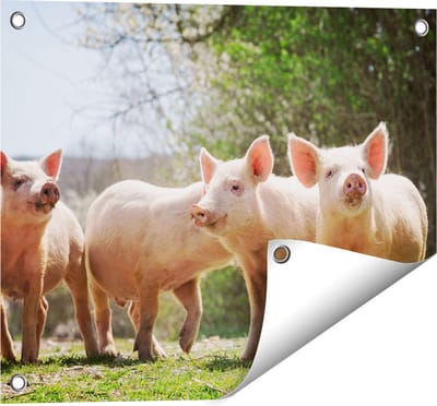 Gards Tuinposter Groep Jonge Varkens - 50x40 cm - Tuindoek - Tuindecoratie - Wanddecoratie buiten - Tuinschilderij