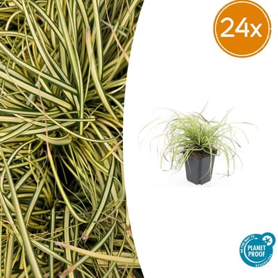 Tuinplantenshop.com | Carex oshim. 'Evergold' | 24 stuks - Ø9cm - 10-25cm hoog - Tuinplant