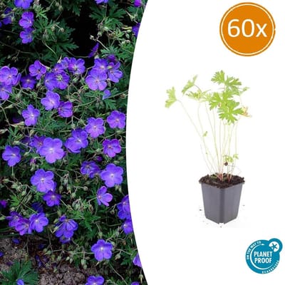 60 Stuks Geranium Ooievaarsbek Johnson s Blue, Tuinplanten met Prachtige Blauwe Bloemen,Winterharde planten, Populaire Tuinplanten - 10-25cm - Ø9cm