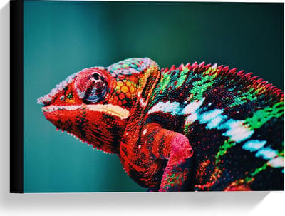 Canvas  - Roodkleurige Kameleon  - 40x30cm Foto op Canvas Schilderij (Wanddecoratie op Canvas)