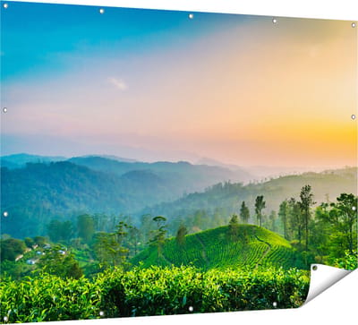 Gards Tuinposter Zonsondergang op een Thee Plantage - 160x120 cm - Tuindoek - Tuindecoratie - Wanddecoratie buiten - Tuinschilderij