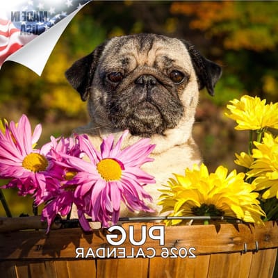 Yorkshire Terriër Kalender - Hondenkalender Puppy - Dagelijkse Planning - Ruime Schrijfblokken - 305 x 61 cm - Multi
