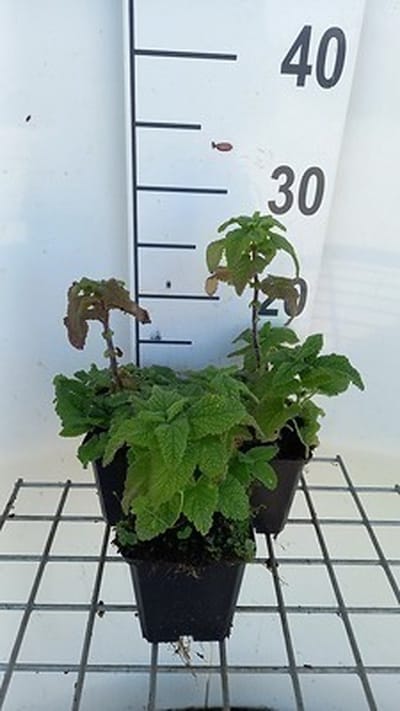 6x Gamander - Teucrium hyrcanicum | 9x9 cm pot