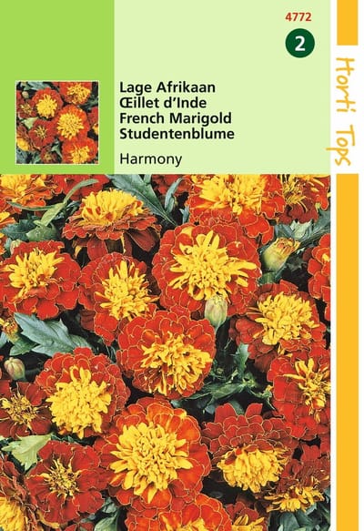 2 stuks - Hortitops - Tagetes patula nana Petite Harmony
