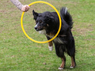 De-Tail Agility Ring Geel 50 cm