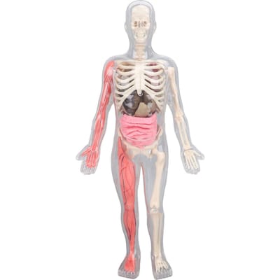 Menselijk Lichaamsmodel met Verwijderbare Organen Botten Gloeien in het Donker Anatomie Figuur Wetenschapskit voor Kinderen white