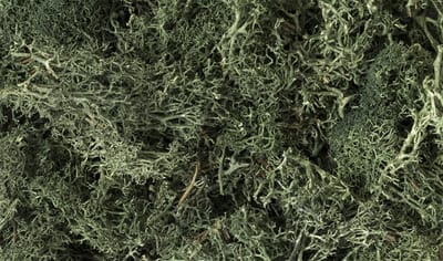 Woodland Scenics L164 Dark Green Lichen (korstmos) – Scenery Materiaal voor Modelbouw, Diorama & Modeltreinen