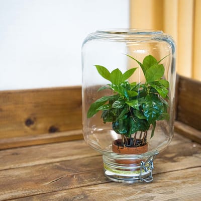 Easyplant - Fido planten terrarium pot - DIY kit - Ecosysteem plant - Ø 18 cm ↑ 28 cm