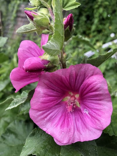 6 x Lavatera ‘Burgundy Wine’ - Struikmalva - P9 Pot (9x 9cm) - Dima Vaste Planten