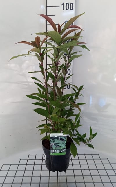 Callicarpa kwangtungensis - Chinese Schoonvrucht 30 - 40 cm in pot