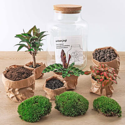 Planten terrarium DIY - Milky Palm - ↑ 30 cm - Ecosysteem plant - Planten in fles - Mini ecosysteem plant - Kamerplanten - DIY planten terrarium - Mini ecosysteem