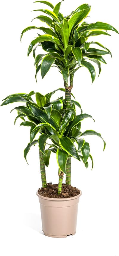 Plantenboetiek.nl | Dracaena Deremensis Dorado - Ø21cm - 100-120cm hoog - Kamerplant - Groenblijvend